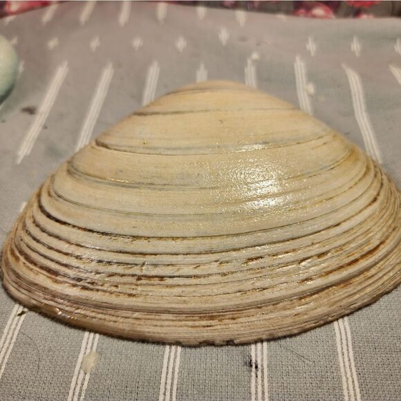 DECOUPAGE CLAM SHELL DECOUPAGE BLUE FLOWERS ON A CLAM SHELL TRINKET DISH - Picture 12 of 12